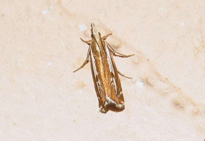 Catoptria corsicella (Duponchel 1836)